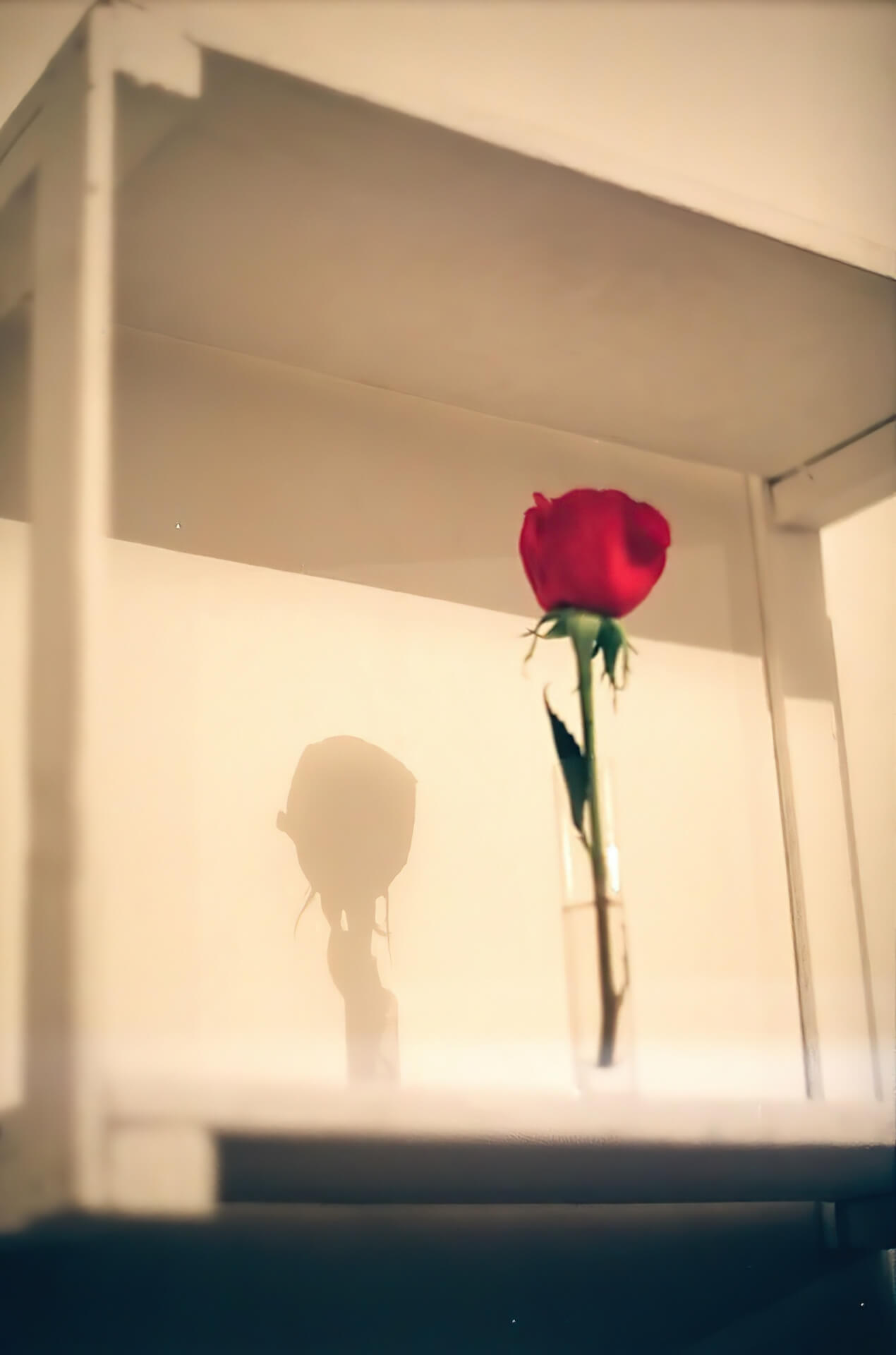 A rose in a water tube on a shelf